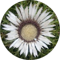 Avis de Marguerite. avec une note de 5 sur 5