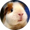 Avatar de Duo.a