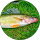 Community member