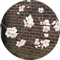 Seeds of change counselling - Thetford