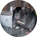 Avatar de Bijitoz.