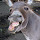 Will Donkey's profile photo