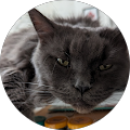Avatar de Léonore.i
