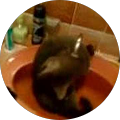 Avatar de Shane78220.