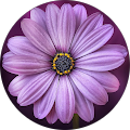 Mind, Body, and Sole Wellness - Citrus Heights, California