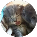 Avatar de Lorenzo.
