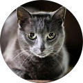 Avatar de Jacques.A