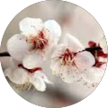 Avatar de Fleurs.
