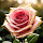 rosas...@googlemail.com's profile photo
