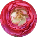 Avatar de Ghyslaine.a