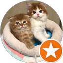 ねこまーちのプロフィール画像