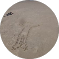 Avatar de Lionel.h