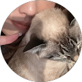 ぶーこ