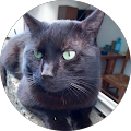 Avatar de Koko.
