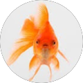 Avatar de Guillaume.a