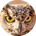 Owl Rescue Centre