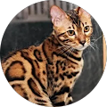 Avatar de Clara L