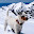 Alpine Terrier
