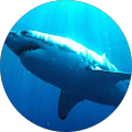 Avatar de shark.h