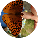 Phyllis Underwood's profile image