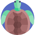 C Lu