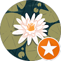 Anthemis aromatherapie - Oosterstreek