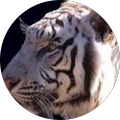 Avatar de LAUREAU.