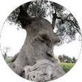 Avatar de Belkacem.d