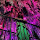 We's profile photo