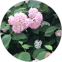 flower flower (flower)のプロフィール画像