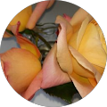 Avatar de Christele.e