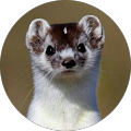 Avatar de Ben.e