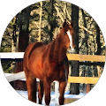 Horse Mom
