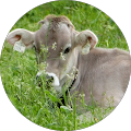 Vakantiewoning Diever Dwingeloo Havelte Drenthe - Wittelte