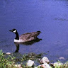 Photo of Cris Carroça