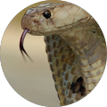 Avatar de François.u