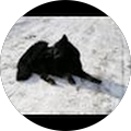 netkaa_a