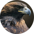 Avatar de Libero.