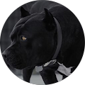 Community member