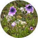 Giedre feniks profile photo