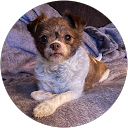 Francine Craig's profile image