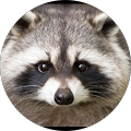 Avis de Raccoon.u avec une note de 1 sur 5