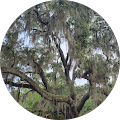 McAnnally Tax Services Inc. - Gardendale, Alabama