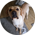 Hundeverein Hundefreunde Kunterbunt Allgäu e. V. - Wiedergeltingen