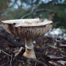 Photo of Babar Head