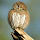 Sarah Nason's profile photo