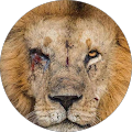 Avatar de lagrand.i