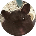 Avatar de Armitage.e