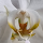 Elvira Syamsir's profile photo