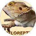 Avis de flofloreptile. avec une note de 5 sur 5